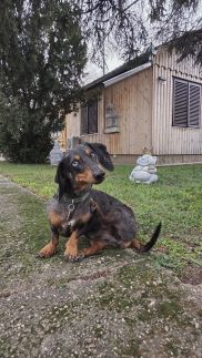 Estike Kerti Kuckó