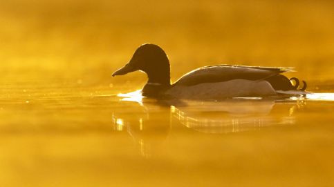 Dunai Menedék Vendégház-28