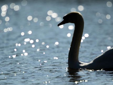 Dunai Menedék Vendégház-31