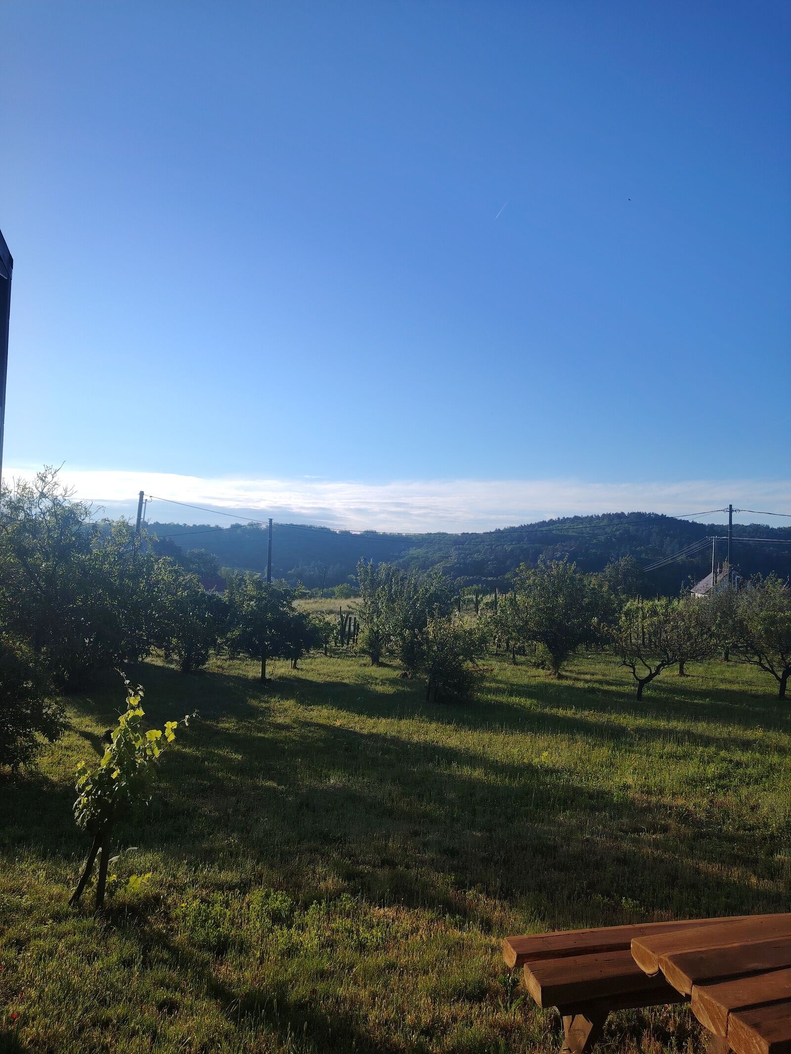Lombfészek – Rezi fotó 35