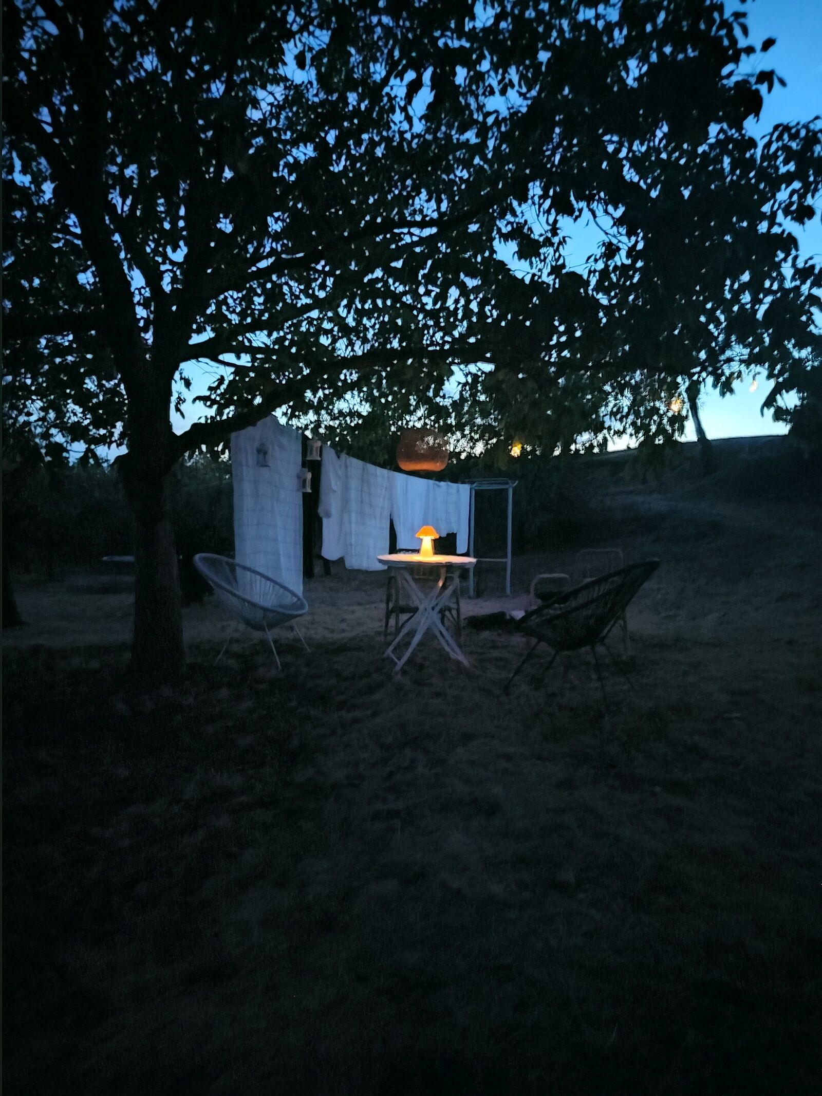 Lombfészek – Rezi fotó 37