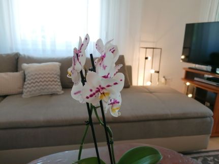 Balaton Golden Coast Beach Apartment5