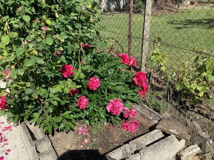 Relax Apartman Garden14