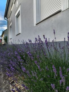 Vén Malom Apartman30