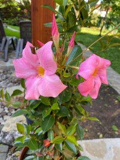 Páfrányház30