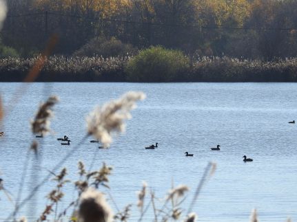 Vizitündér Pihenőpark2