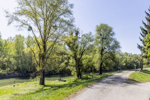 Longi Öregnyár1