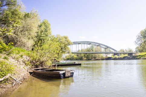 Longi Öregnyár3