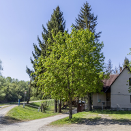 Longi Öregnyár