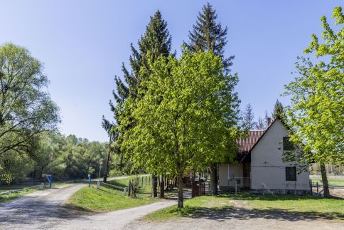 Longi Öregnyár