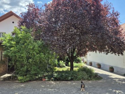 Vojtek Pince Vendégház – Villánykövesd fotó 14