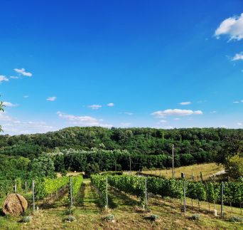Jakabhegy Vendégház-Szennai – Szenna fotó 10