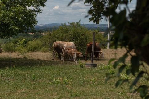Sáfrányliget Vendégház – Hollád fotó 41