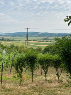 Vinea Apartman – Vindornyaszőlős fotó 27