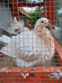 Körös-Sárréti Vendégház és Túrapont Vésztő – Vésztő fotó 65