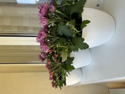 Anyuci Csillaga Apartman – Eger fotó 39