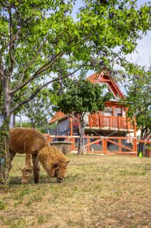 Sofia Szeretet Farm és Vendégház – Pásztó fotó 20