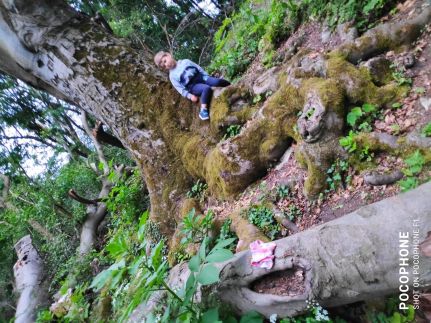 Szarvasbőgés a Klastromszirti Panoráma Vendégházban – Kesztölc fotó 7