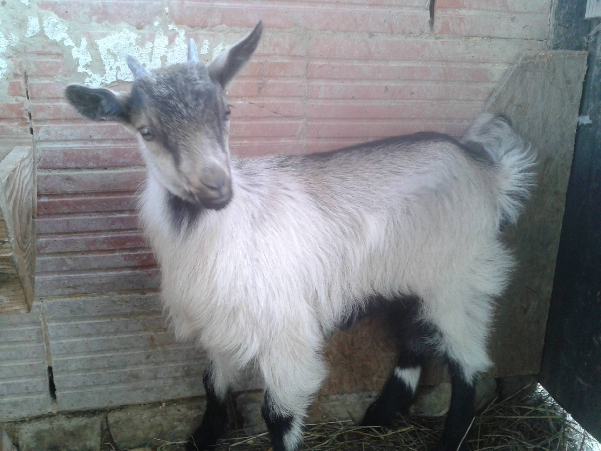 CsillaGabi Vendégház – Hangony fotó 14